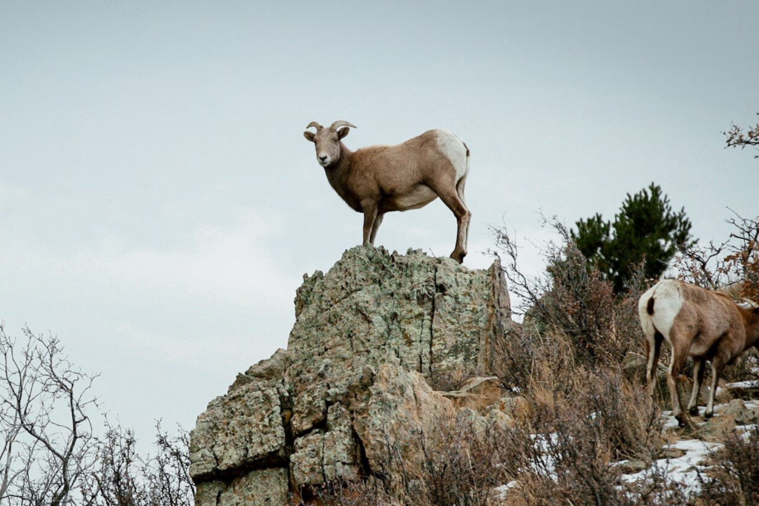Disease die-offs continue to ravage bighorn sheep. Advocates say