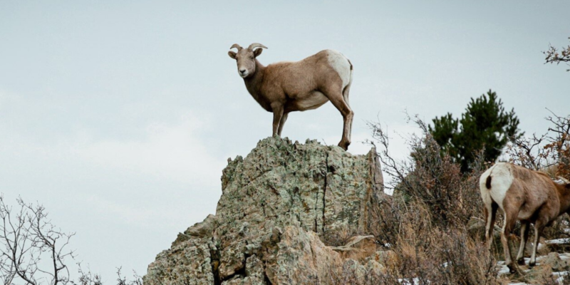 Disease die-offs continue to ravage bighorn sheep. Advocates say