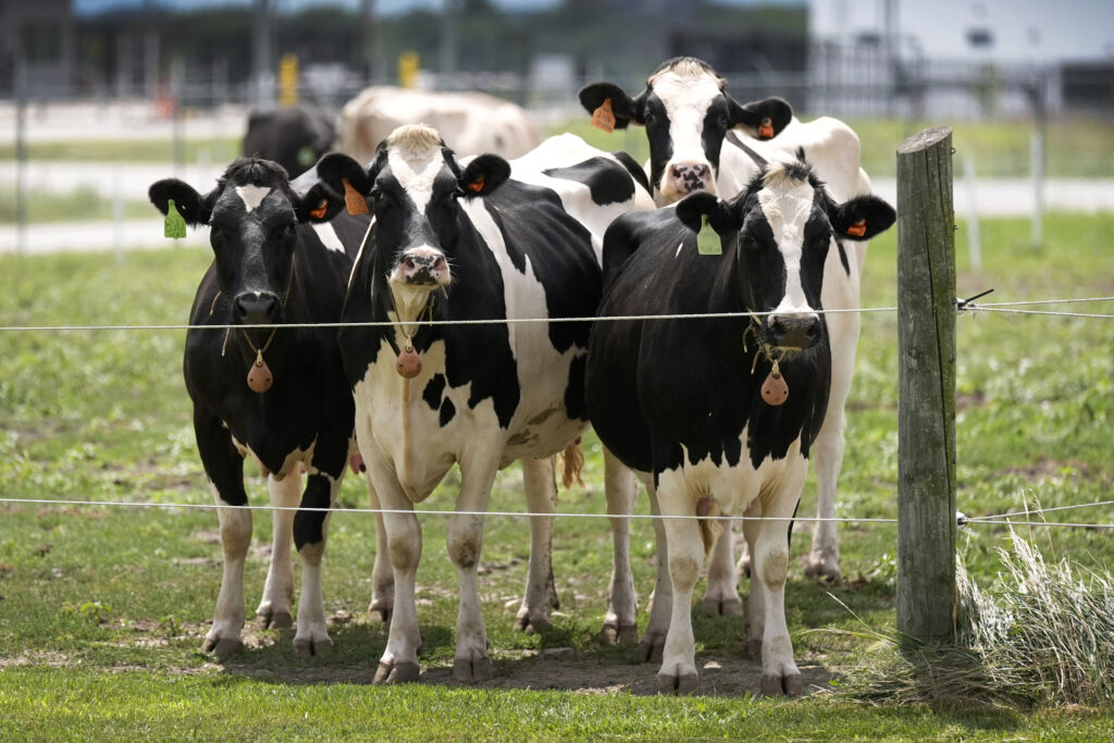 Rebhun’s Diseases of Dairy Cattle Rebhun's Diseases of Dairy Cattle, 3rd Edition - NOBEL Kitabevi