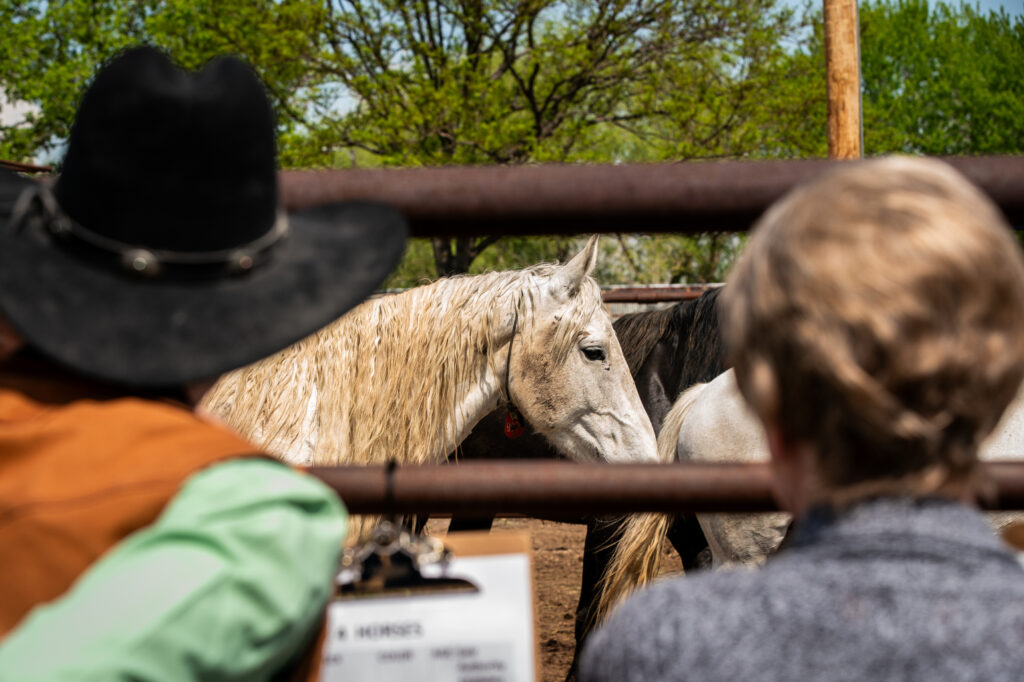 BLM Holds Wild Horse Auction