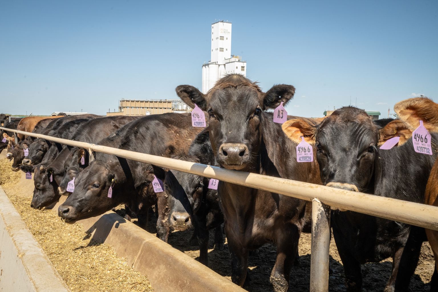 Colorado ranchers concerned by Trump proposal to buy Argentine beef