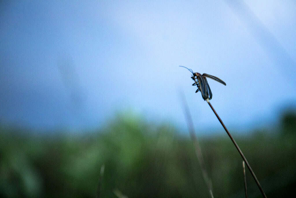 A firefly perches on a sprig of grass in Boulder County. June 23, 2025.