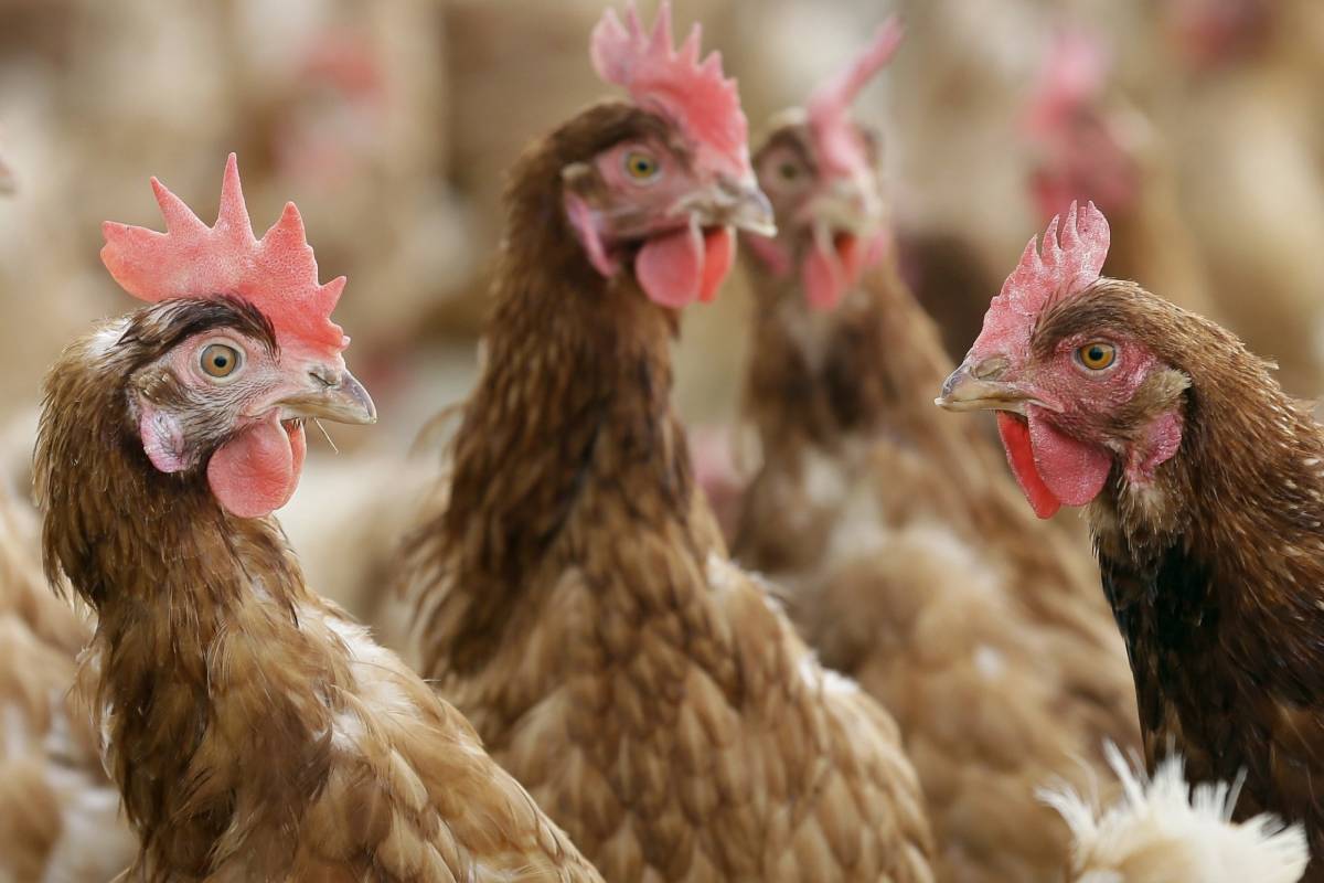 State responds to major avian flu outbreak in Weld County
