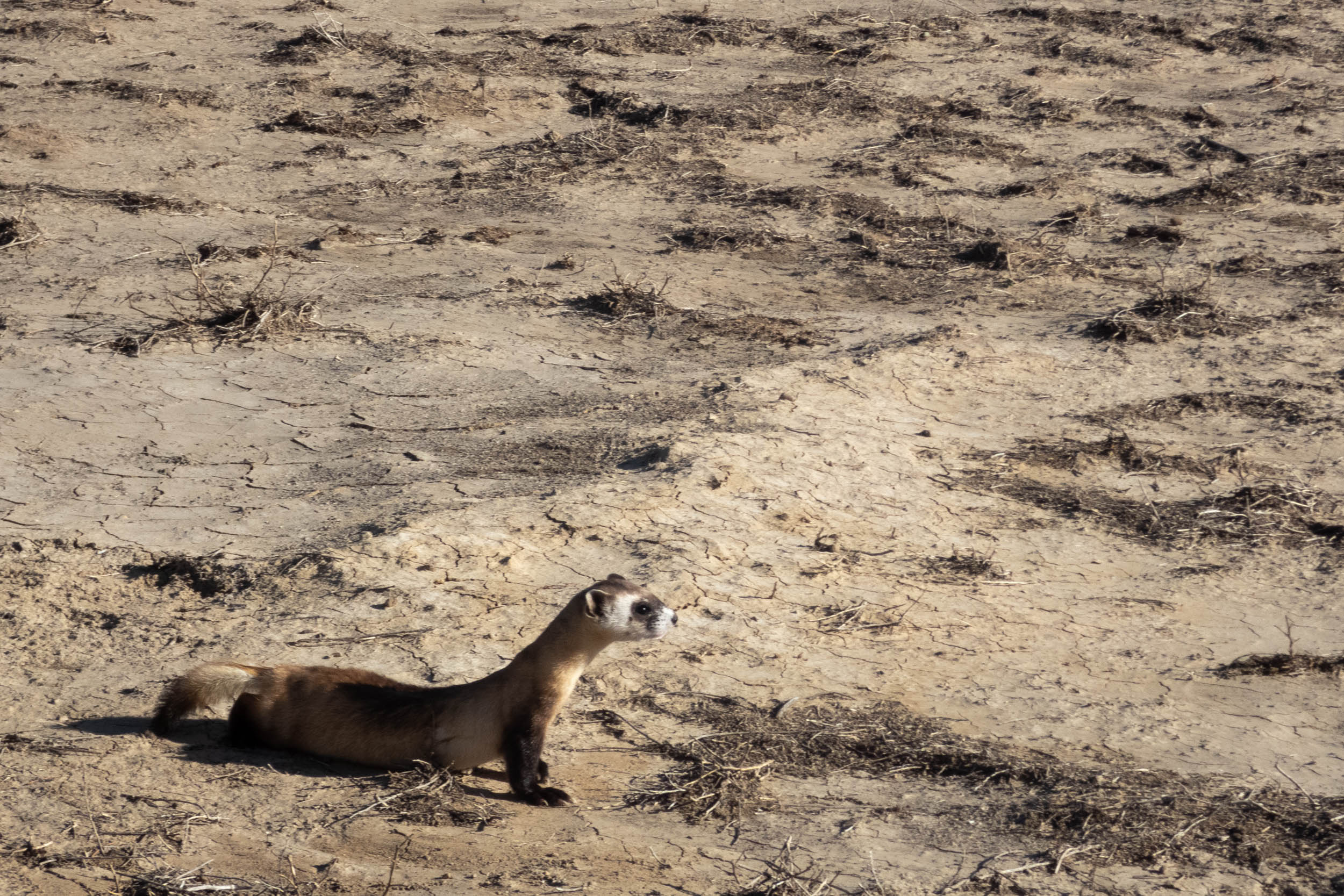 a black footed ferret
