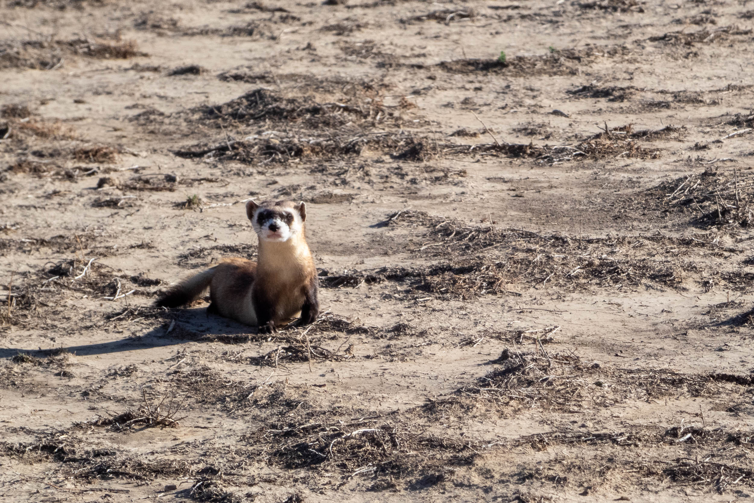 a black footed ferret