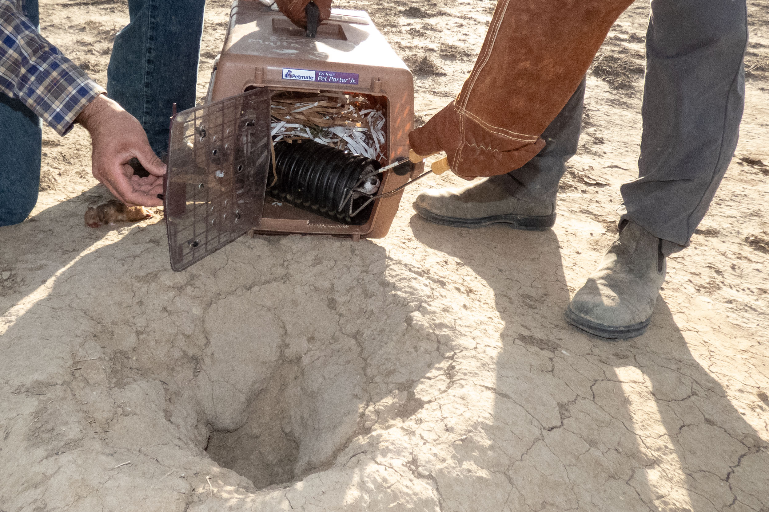 two people use tongs to open a pet carrying crate that has a ferret inside a black tube cushioned by shredded paper