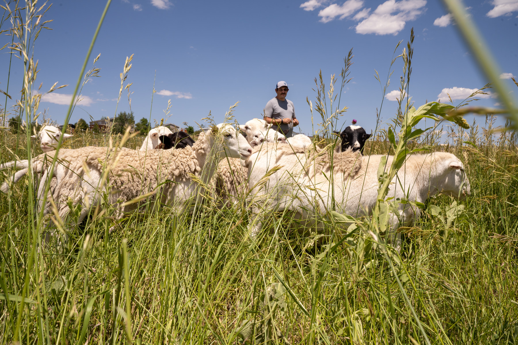 After a tumultuous year, Colorado farmers could receive federal money in February