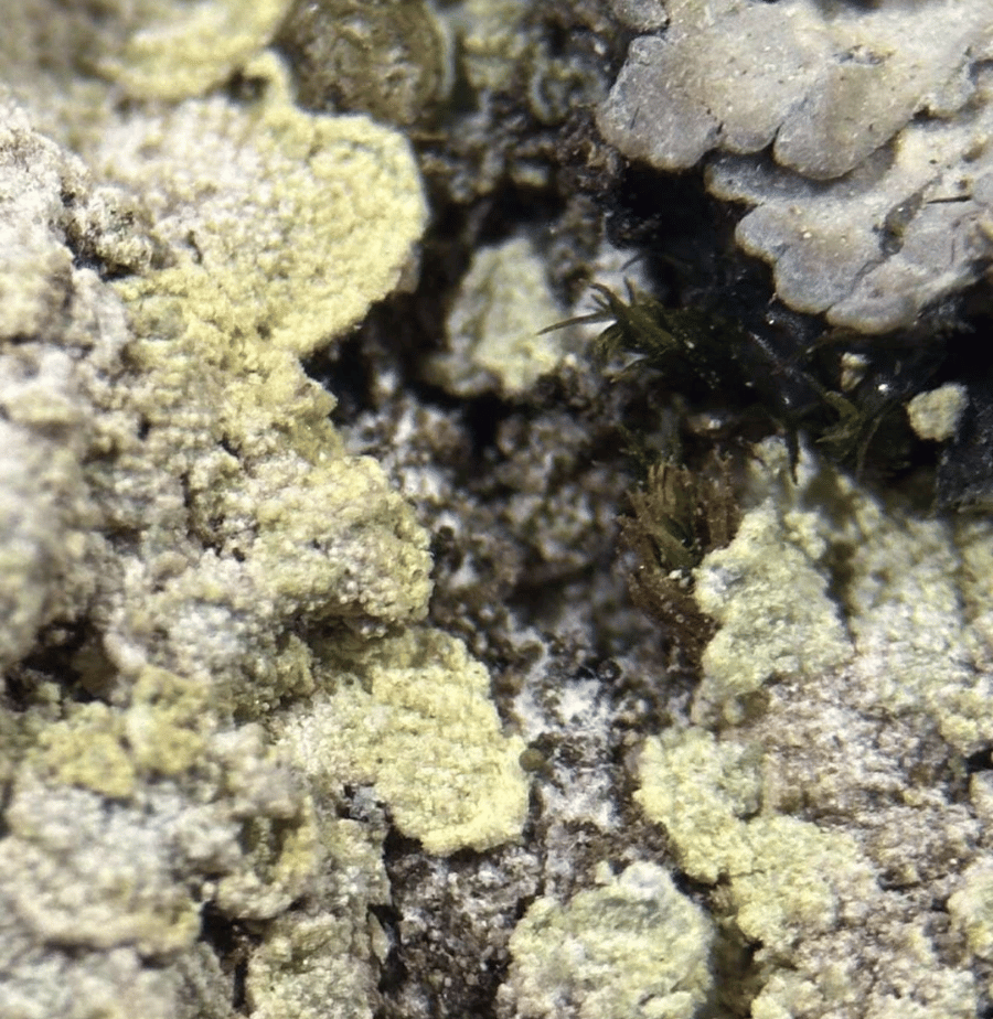 A new lichen species