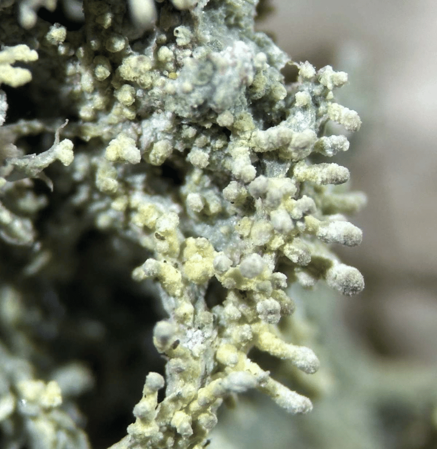 A new lichen species