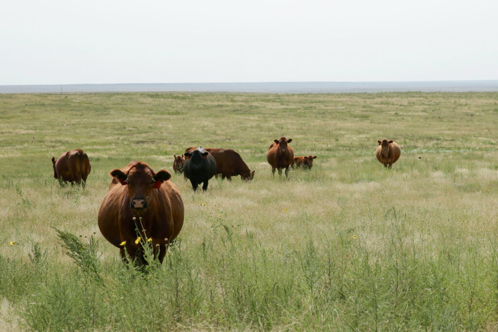 A small herd of brown and black cows stand in a green field.