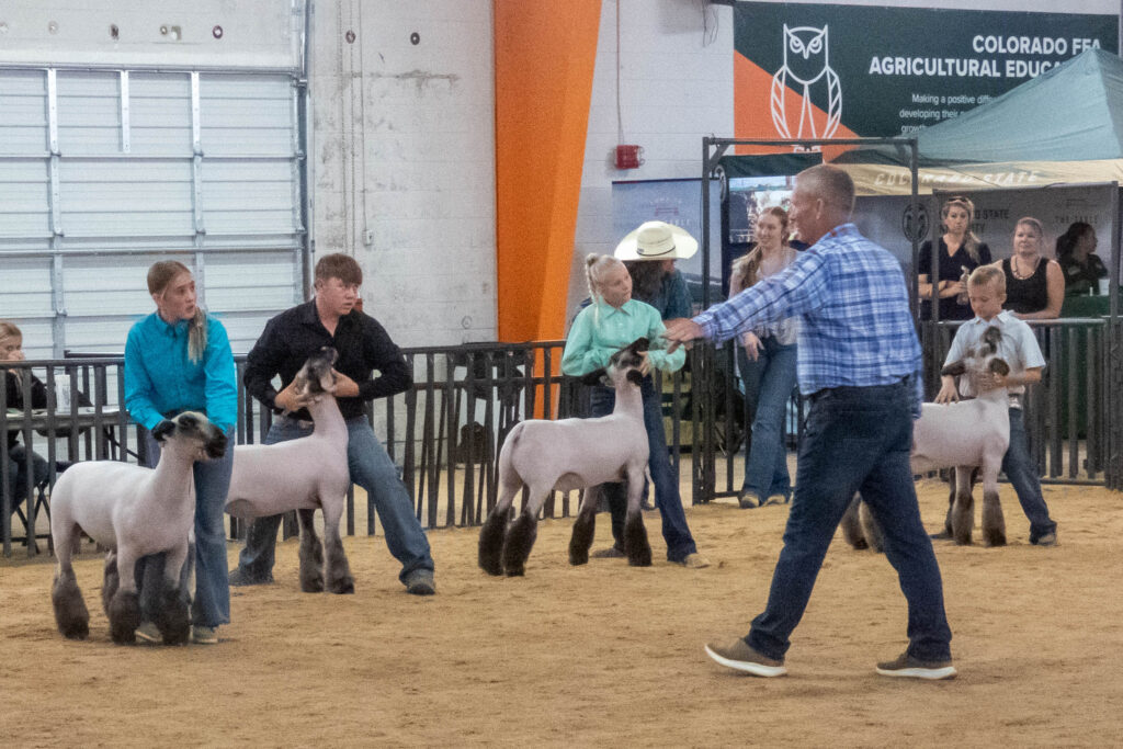 four youth hold their well groomed lambs during judging
