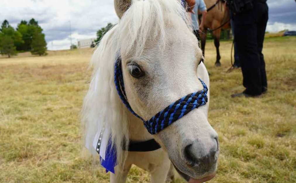 Meet Arapahoe County Sheriff's Office's newest member … an