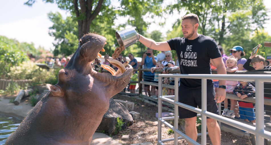 Hippo in a zoo enclosure