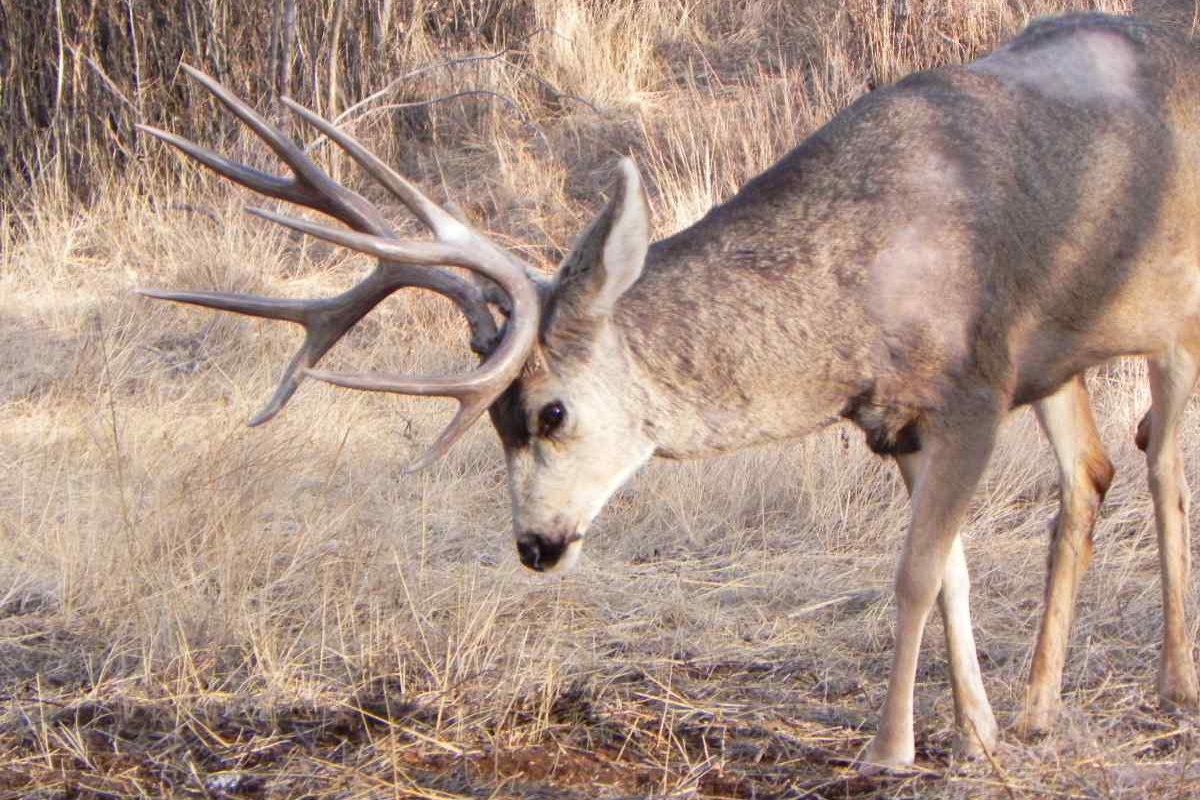 Arizona outfitter sentenced to federal prison for leading illegal hunts in Colorado