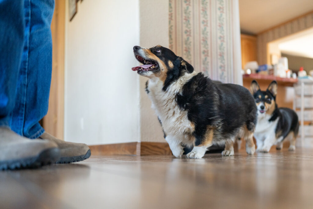 20250904-HAPPY-BUTT-AIRPORT-COWO