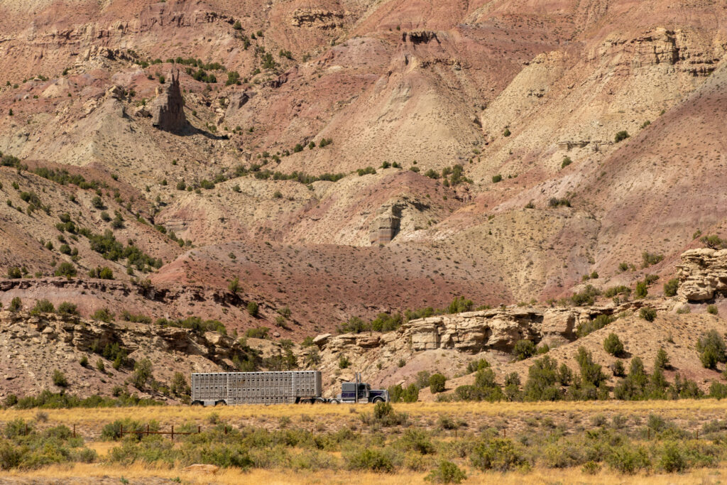 Truck hauls cattle trailer on Interstate 70 near Parachute