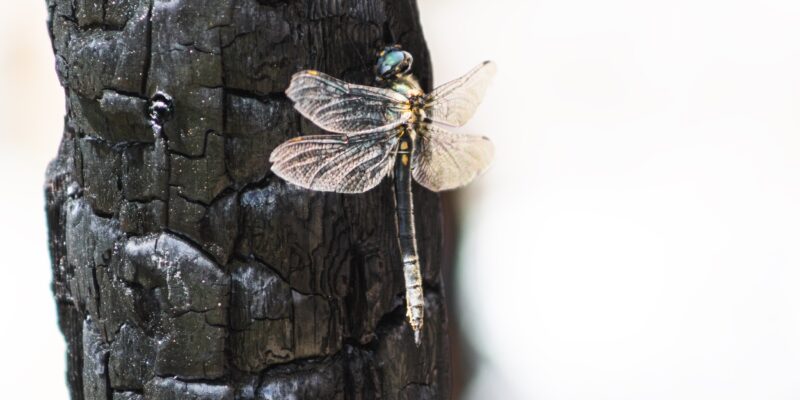 Oct. 9, 2025: Domino effect of wildfire impact on dragonflies