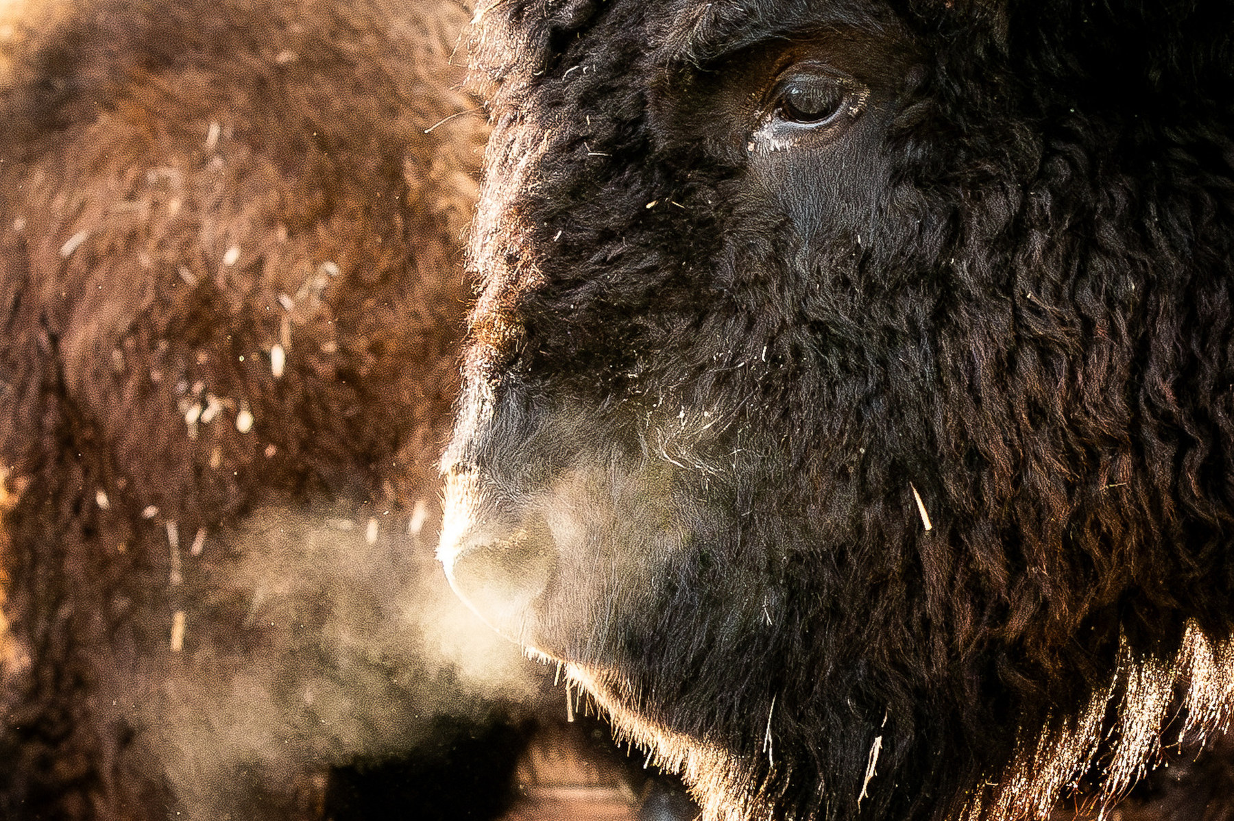 Buffalo await auction at the National Western Stock Show