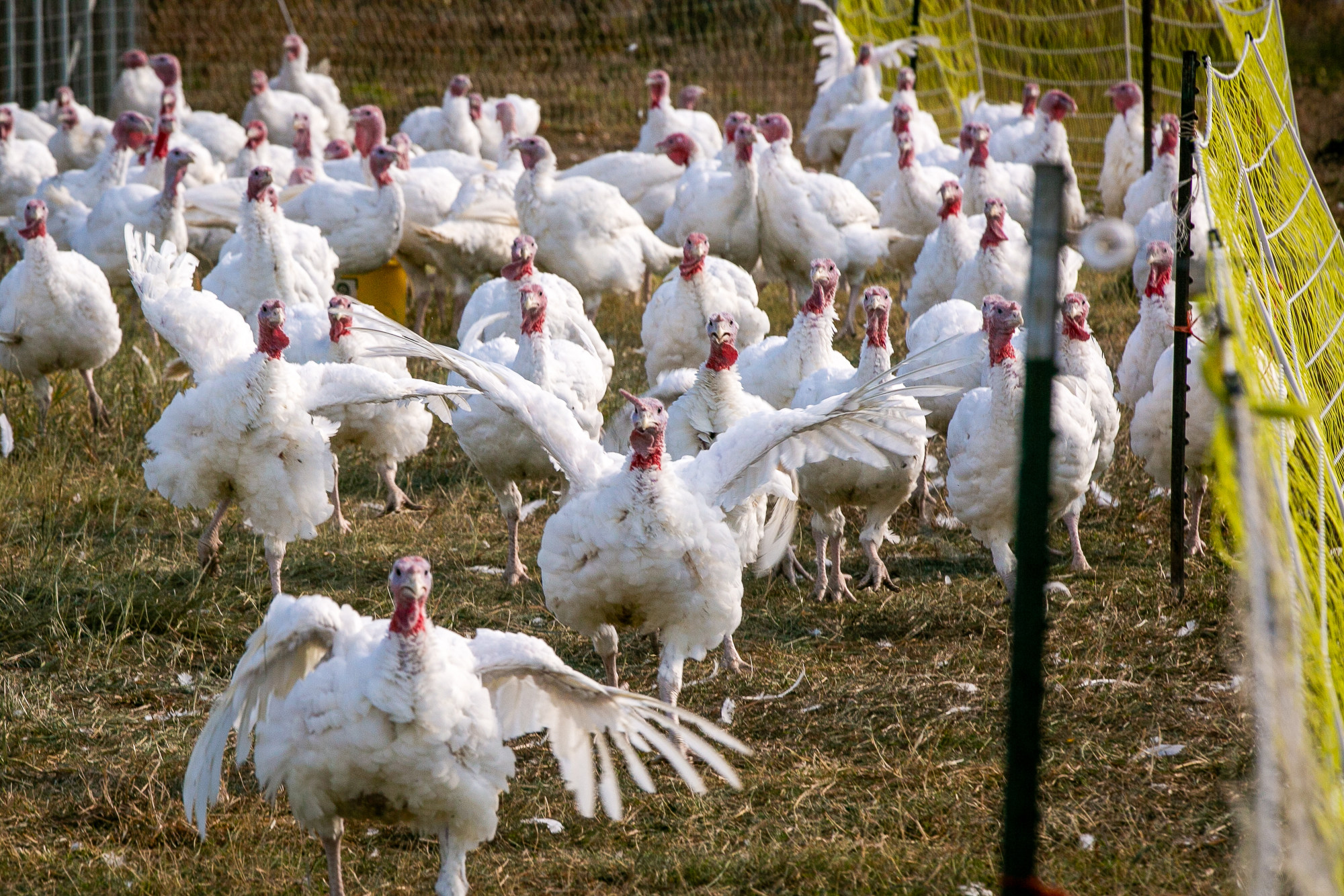 Local turkeys find their way to the table — and the governor’s mansion this Thanksgiving