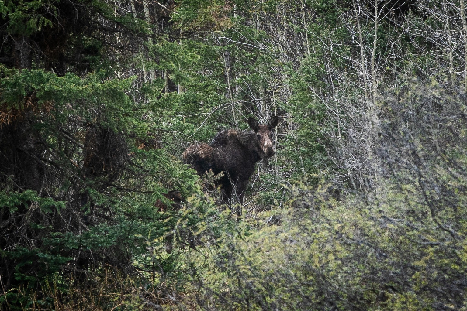 Have Colorado’s moose restoration efforts been too successful?