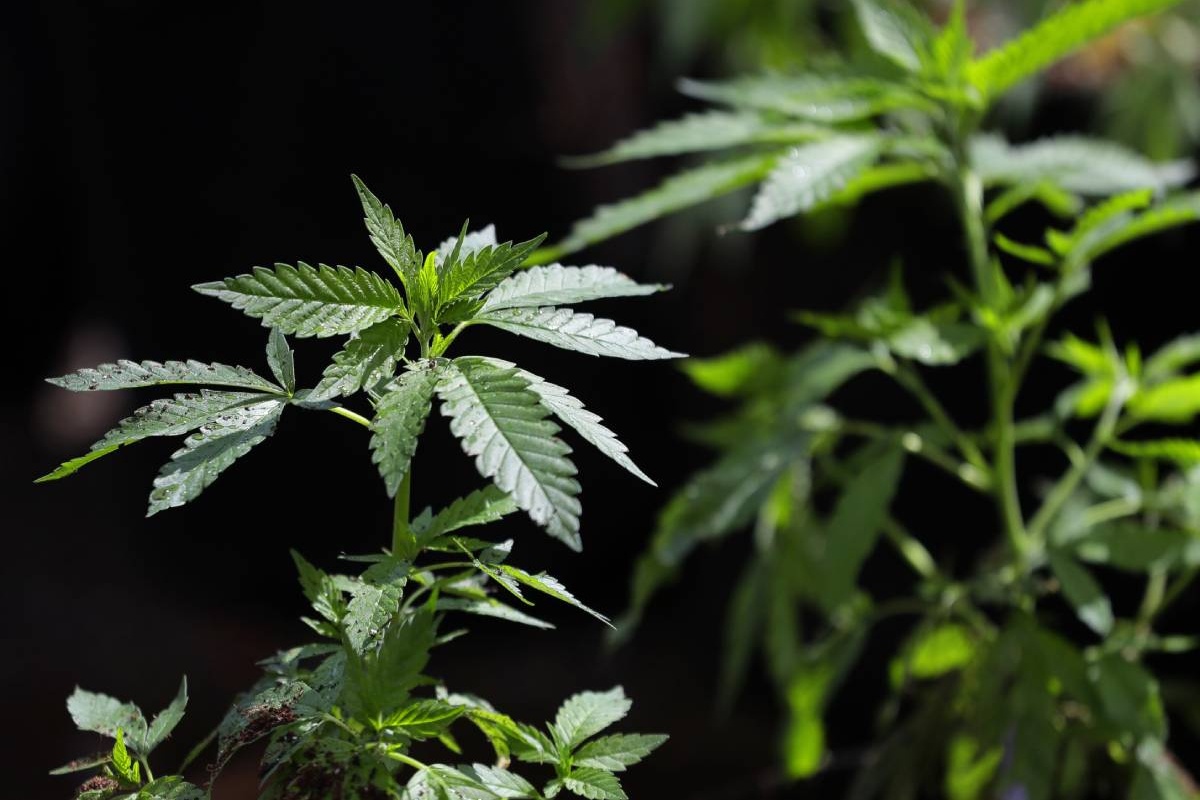 In a major change in cannabis policy that could impact Colorado’s industry, president directs DOJ to ease regulations