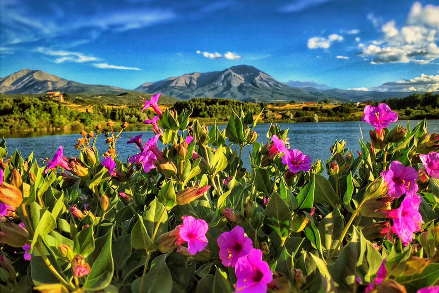 a lake with bright pink flowers in the foreground and forest and mountains in the background.