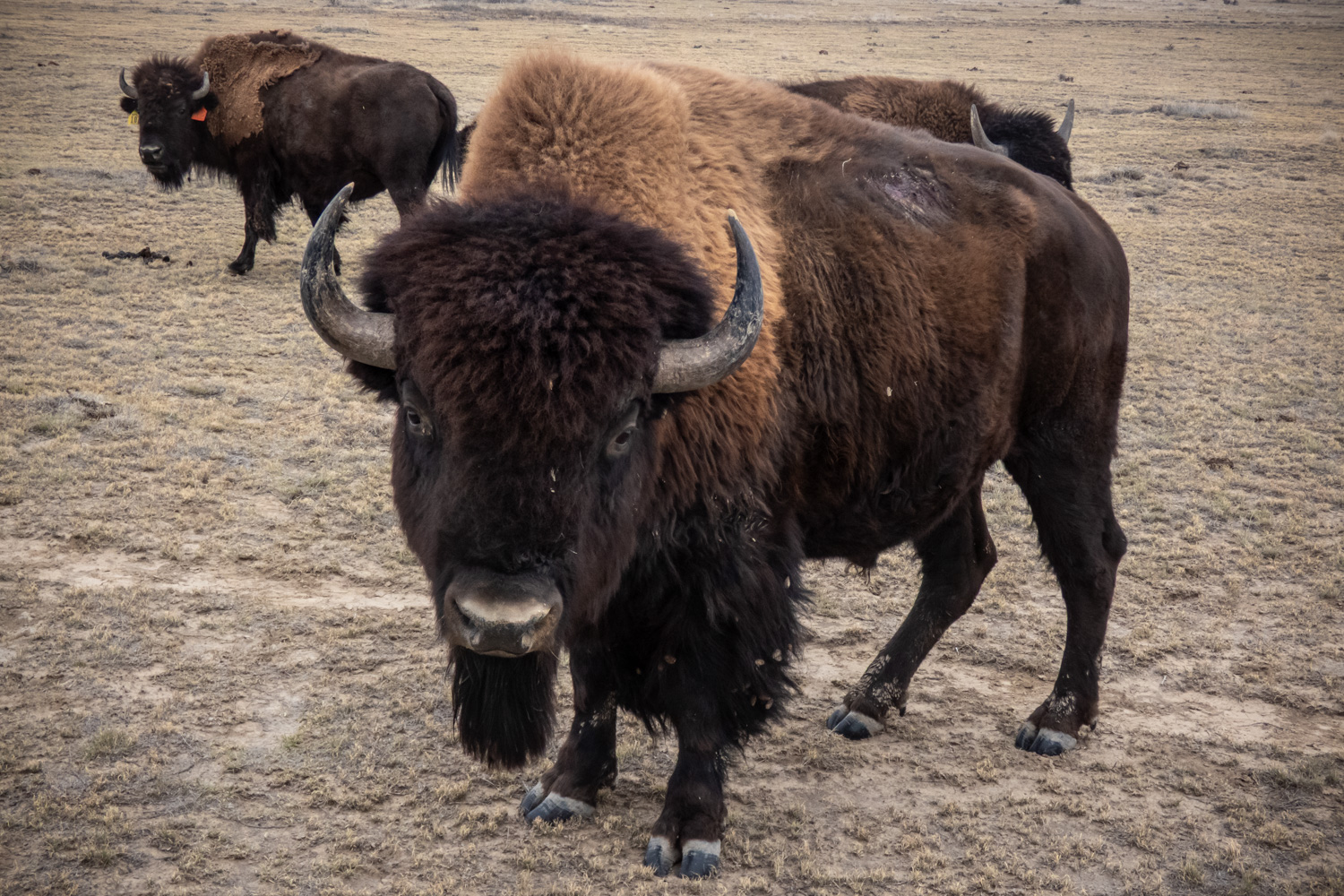 More than a dozen bison moving around the prairie