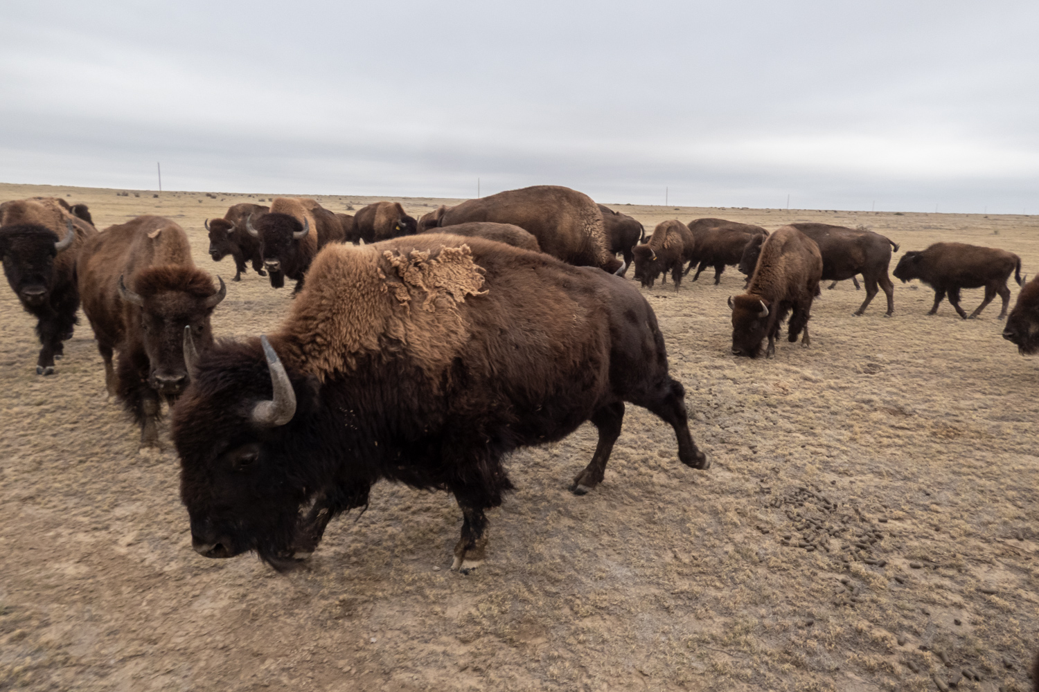 More than a dozen bison moving around the prairie