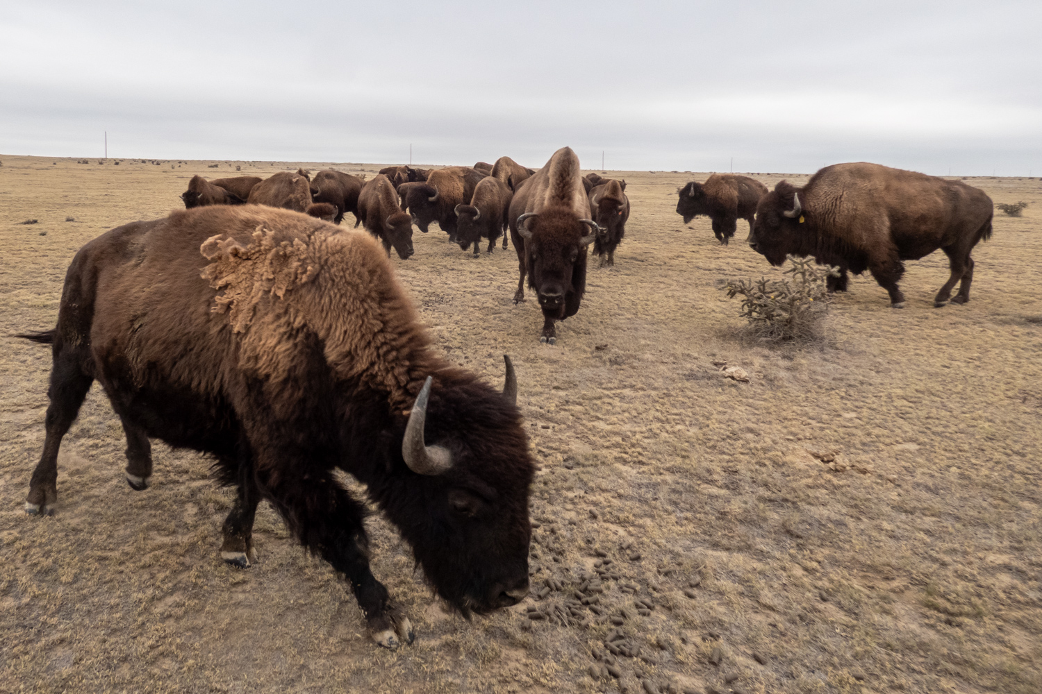 More than a dozen bison moving around the prairie with a cholla cactus nearby