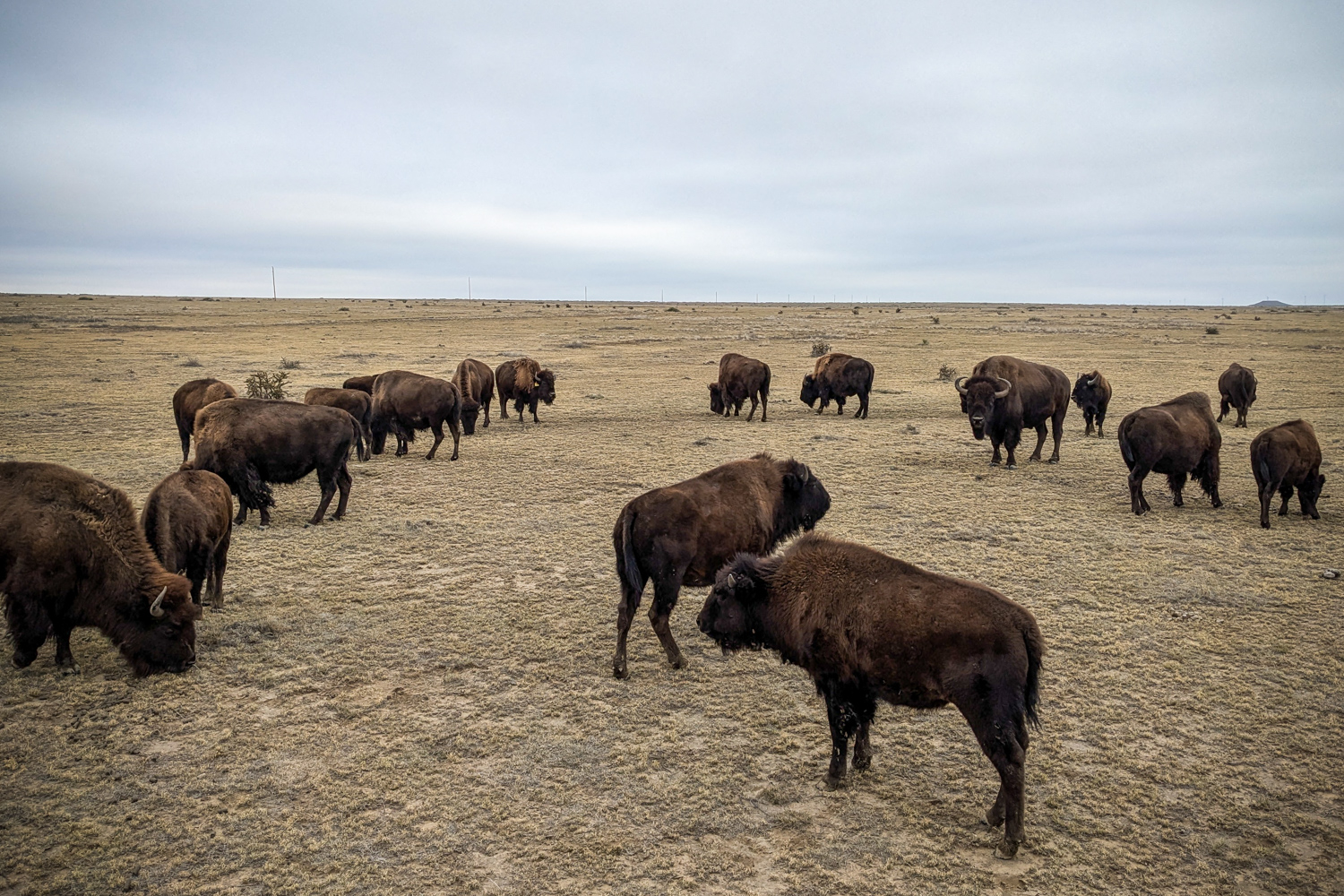 bison grazing and standing in a large, open area. There are at least 14 buffalo visible in the scene, scattered across the field.