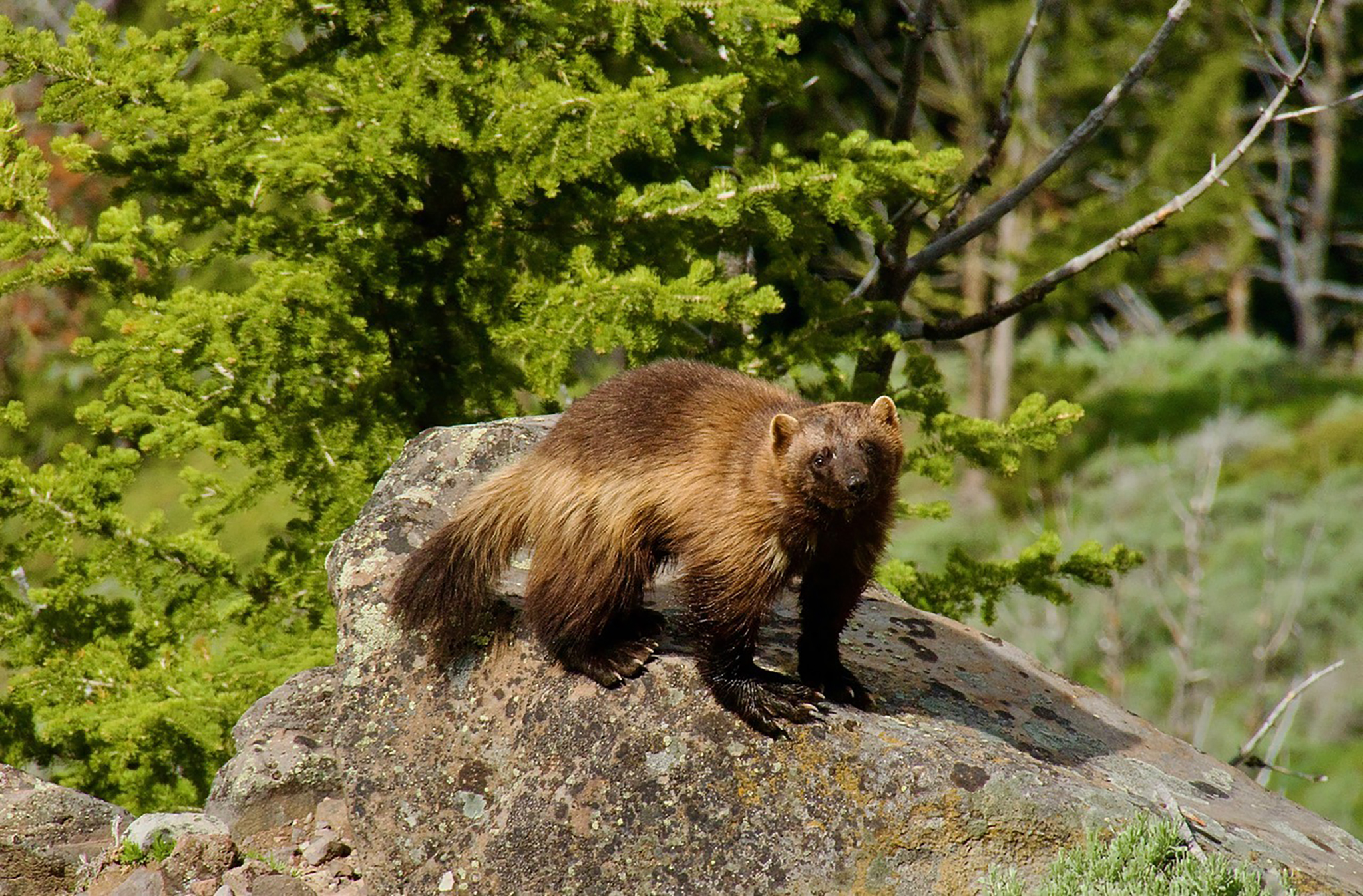 Wolverines are coming back to Colorado, state plan includes roadkill, avalanche chutes