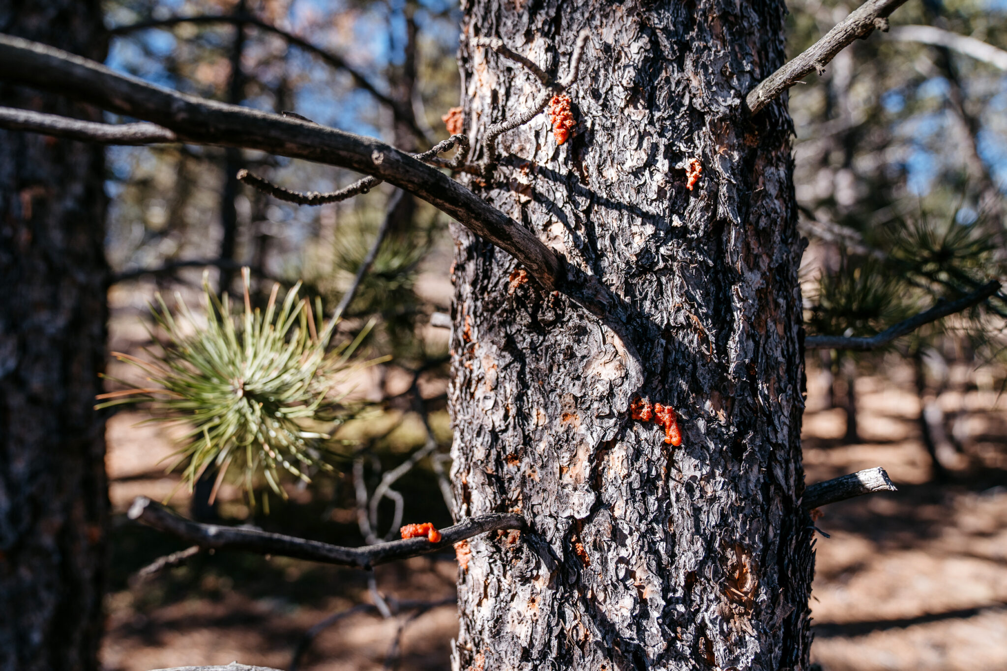 Jefferson County program that pays homeowners to remove beetle-killed trees is hugely popular