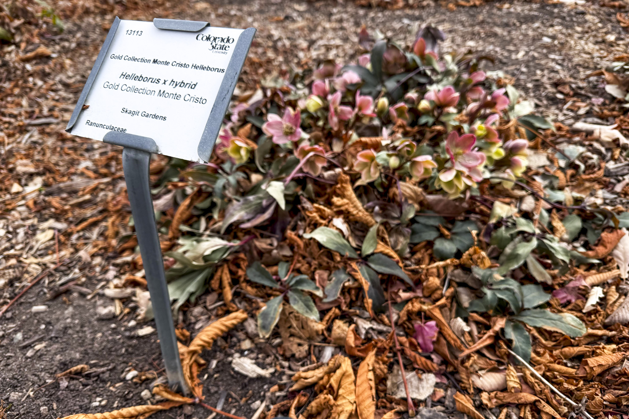 Winter watering in Colorado: How to protect your yard during a record warm and dry season