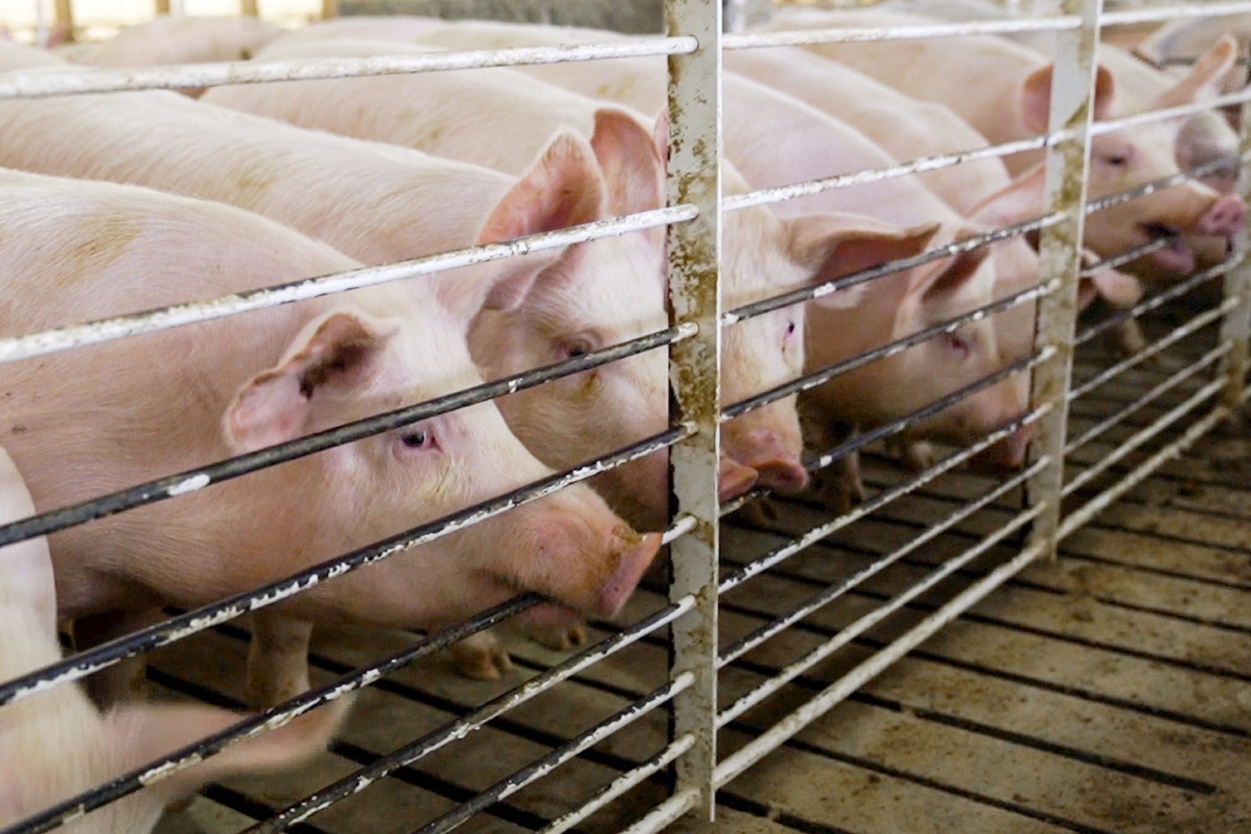 At a Colorado pig farm, women employees were repeatedly abused, mistreated and harassed by male bosses
