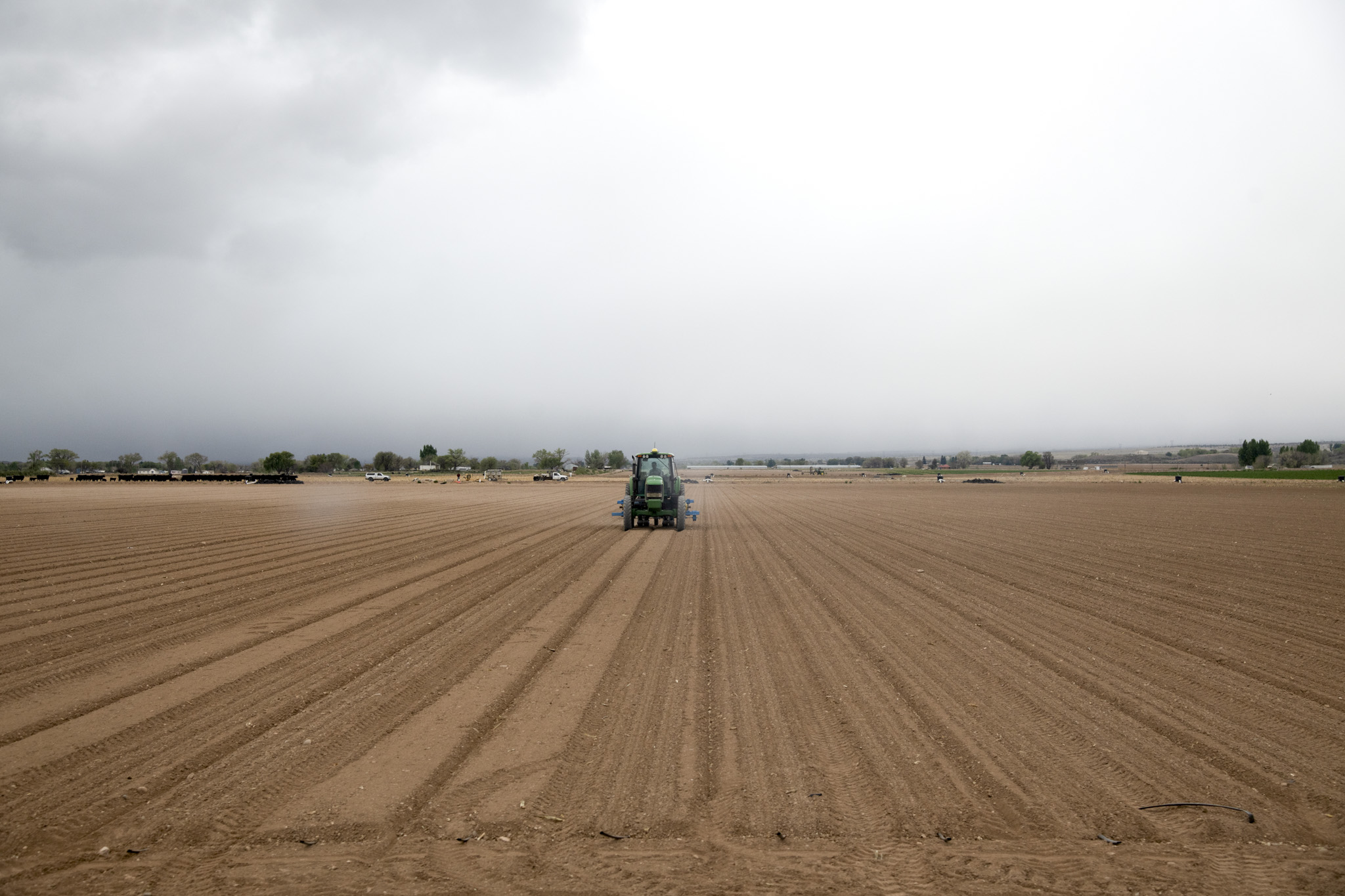 Colorado producers look to cut losses and stay afloat, in extreme drought