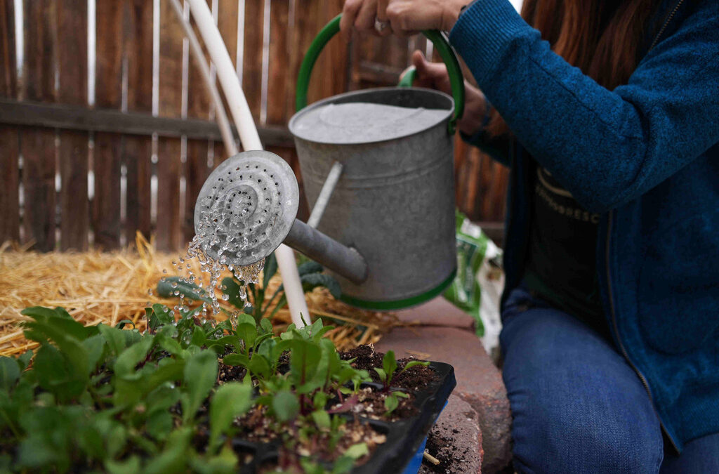 Here's how to grow your own food with less water, even in a drought
