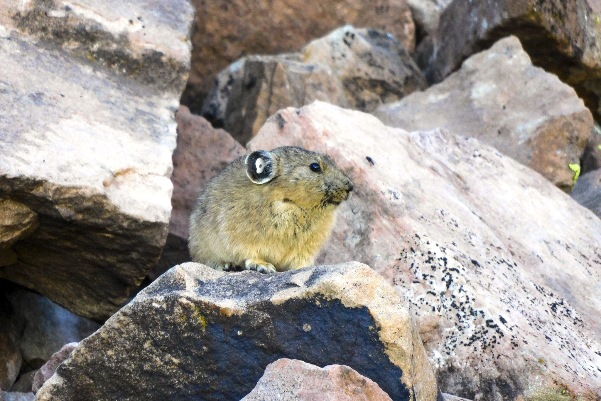 Long hot summers are stressing out Colorado’s pikas