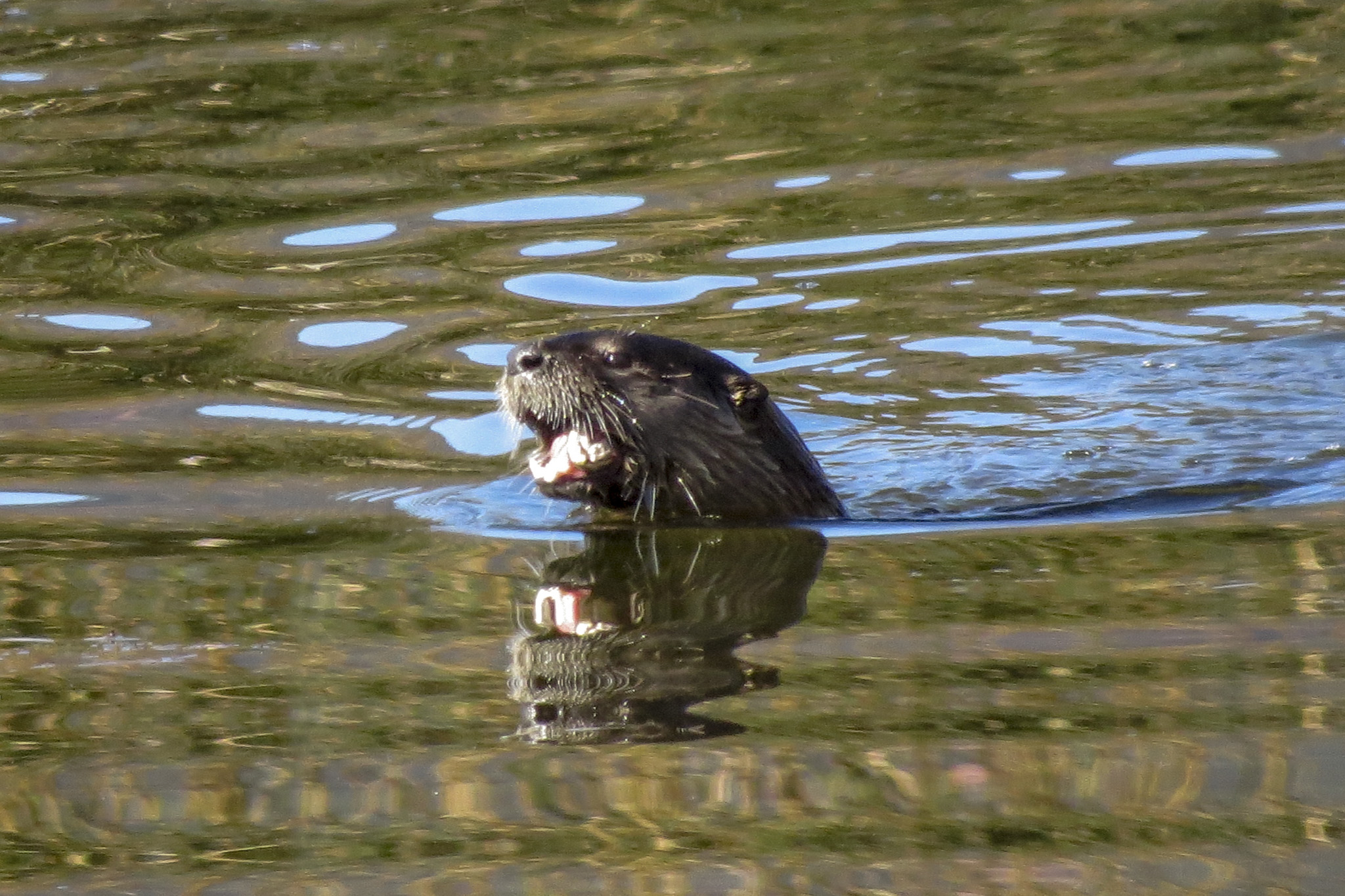 Otters vanished from Colorado’s rivers. Now the state wants your help tracking their return