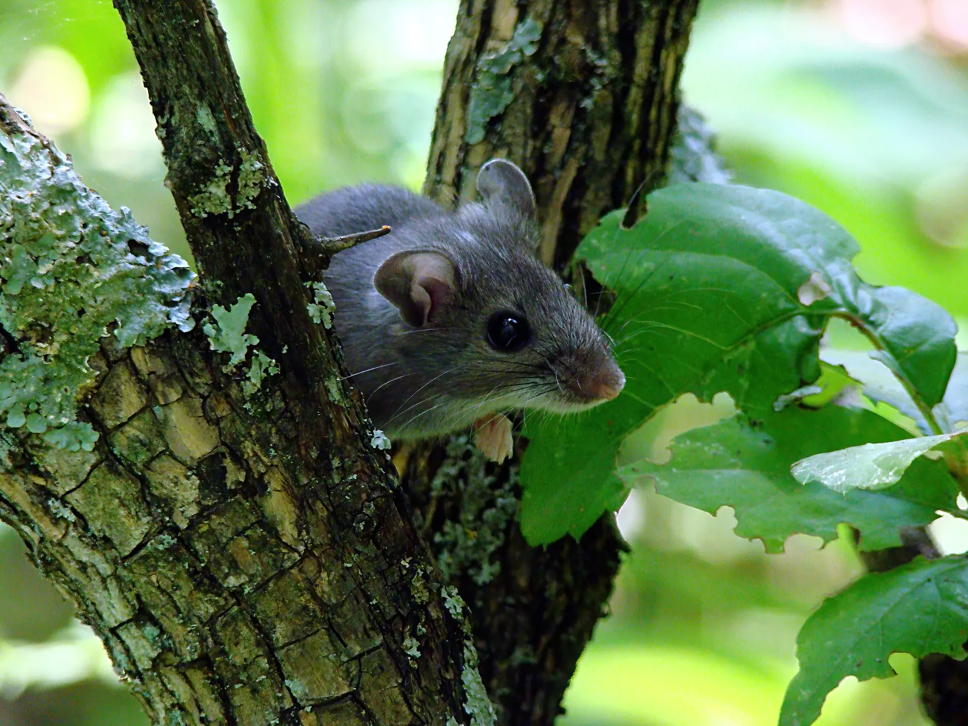 Douglas County adult dies from hantavirus, health officials say there’s no link to cruise ship outbreak