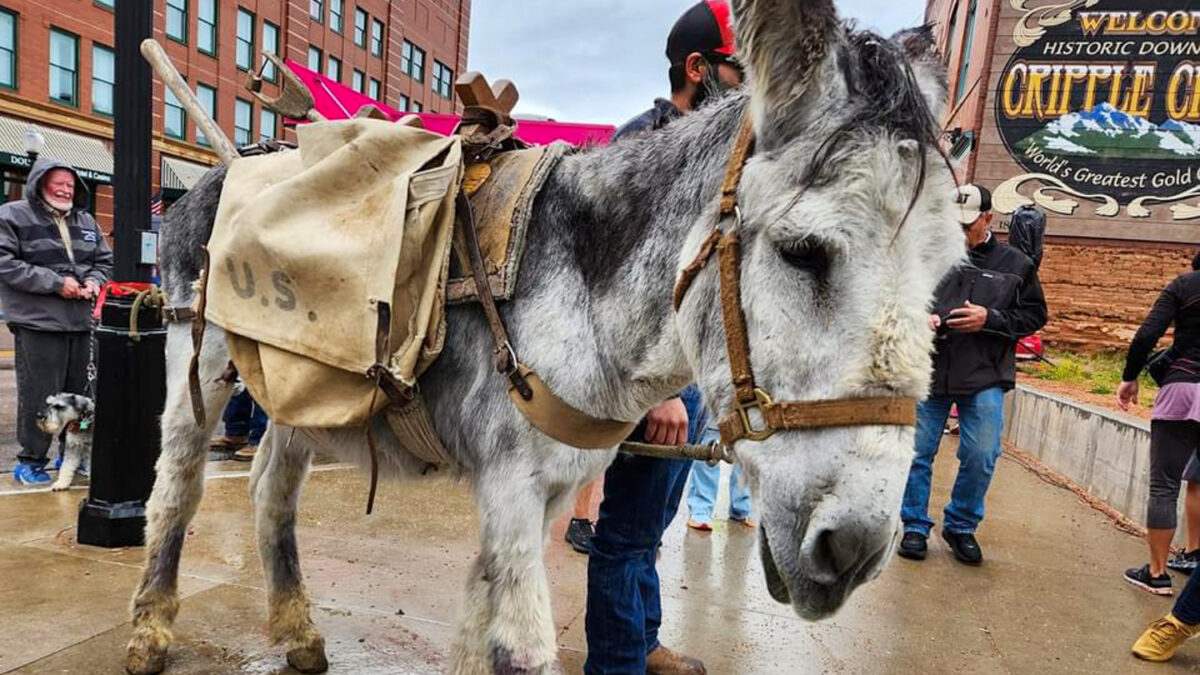 Cripple Creek Donkey Derby Days marks its 95th year