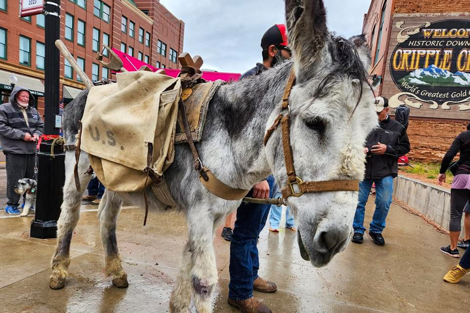 Cripple Creek Donkey Derby Days marks its 95th year