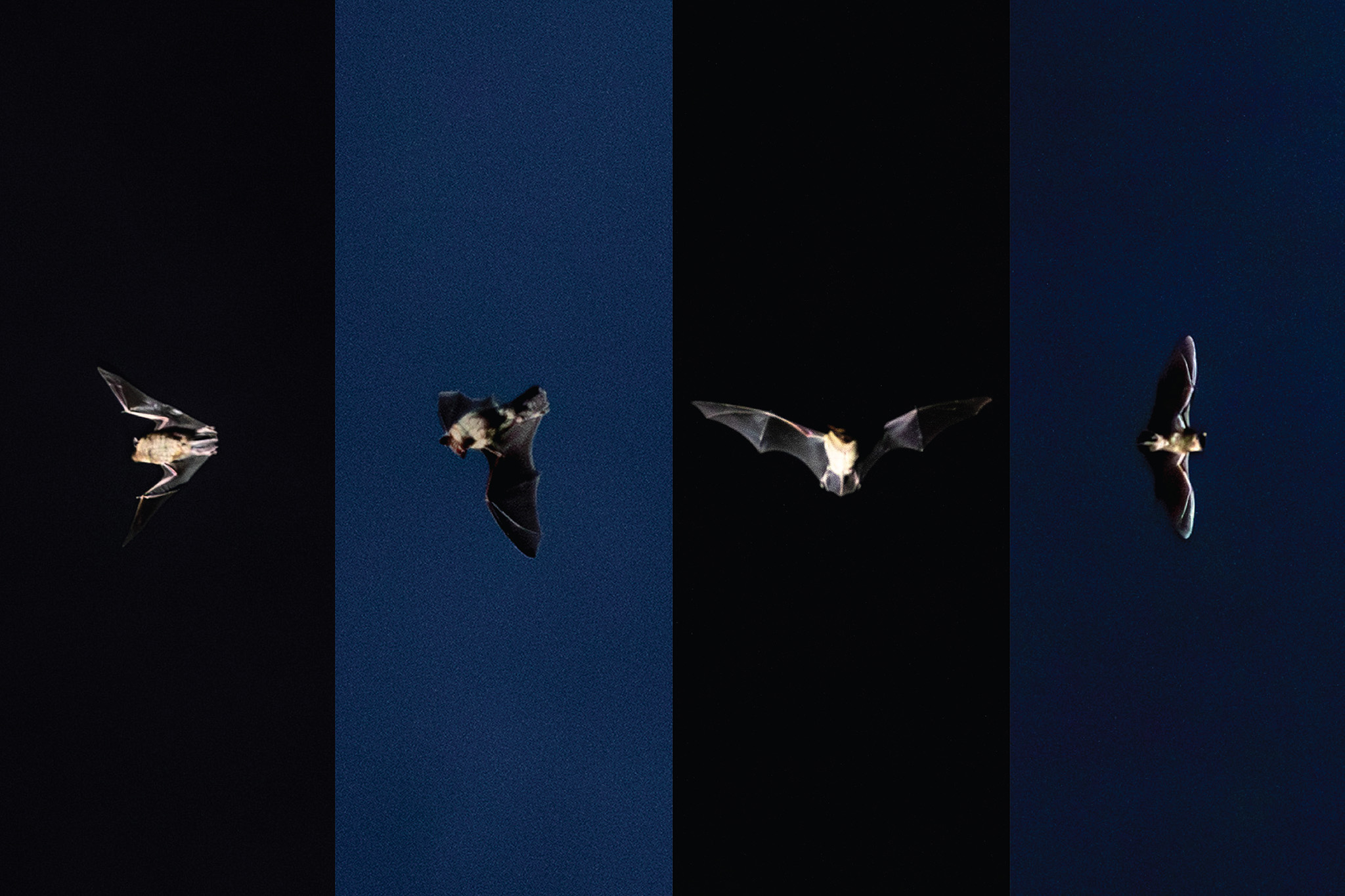 Holy bats, man! Denver's night sky is full of 'em, but where do they go in the day?